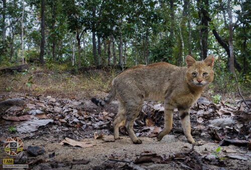 Swamp Cat! Back From the Dead, Rediscovered in Chiang Mai Jungle