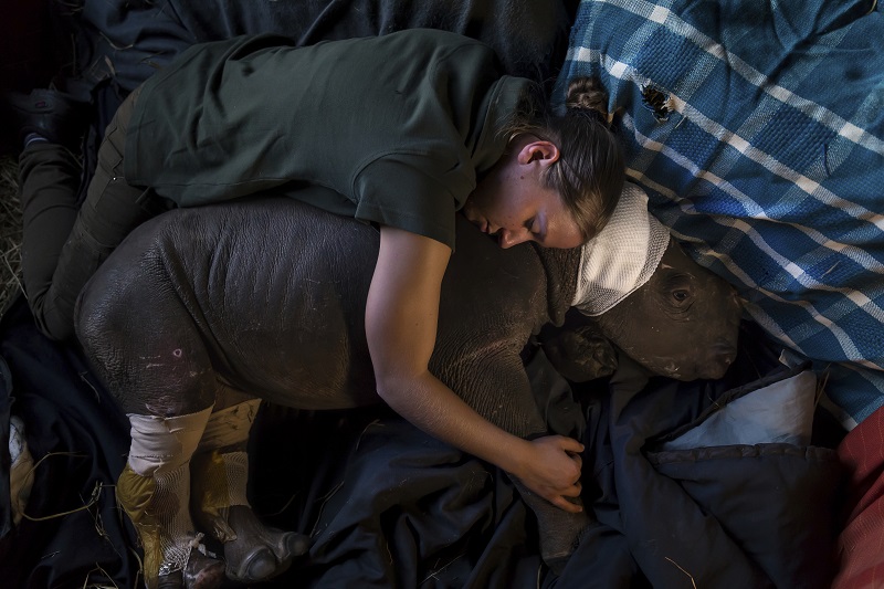 "Rhino Wars" by photographer Brent Stirton, Getty Images for National Geographic Magazine, which won first prize in the Nature, Stories, category of the World Press Photo contest shows Care for Wild Africa, a donor run organization that specializes in caring for wounded animals in Nelspruit, South Africa. Photo: Brent Stirton / Associated Press