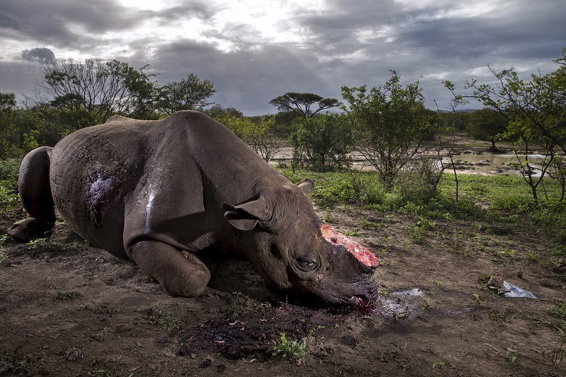 "Rhino Wars" by photographer Brent Stirton, Getty Images for National Geographic Magazine, which won first prize in the Nature, Stories, category of the World Press Photo contest shows a dead Black Rhino Bull, poached for its horns less than 8 hours earlier at Hluhluwe Umfolozi Game Reserve, South Africa. Photo: Brent Stirton / Associated Press