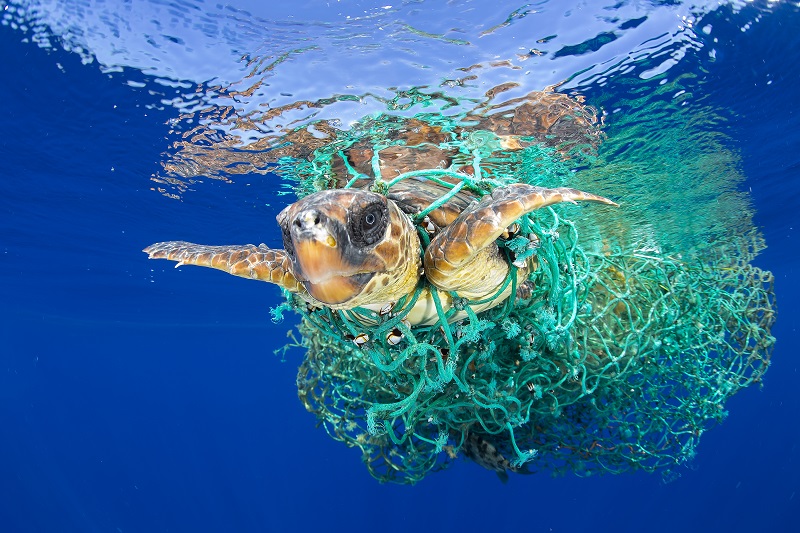 "Caretta Caretta Trapped" by photographer Francis Perez, which won first prize in the Nature, Singles, category of the World Press Photo contest shows a sea turtle entangled in a fishing net swims off the coast of Tenerife, Canary Islands, Spain. Photo: Francis Perez / Associated Press