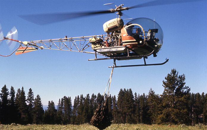A helicopter transports a grizzly bear in Yellowstone National Park in Wyoming. Photo: Richard Lake / U.S. National Park Service