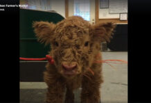 Activists Fear for Fate of Cute Baby Cow in Video