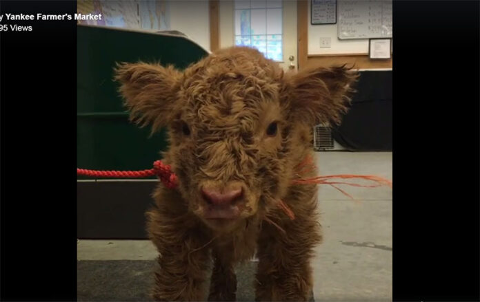 Still image of newborn calf Pitcher Diego. Image: Yankee Farmer's Market / Facebook