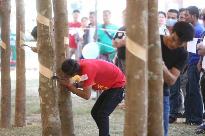 A rubber slitting competition at Bueng Kan Red Cross and Rubber Day 2017