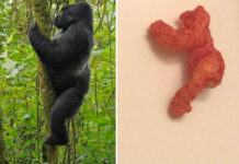 Cheeto That Looks Like Harambe Sells for $100,000