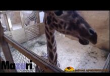 Giraffe Birth Cam Too Raunchy for YouTube