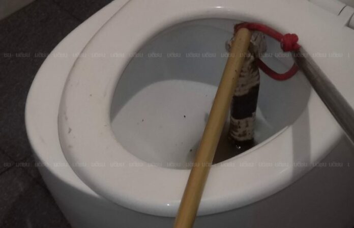 A two-meter cobra is pulled head-first from Suriya Rotprasert’s toilet Wednesday night in Nong Khai. Photo: Matichon
