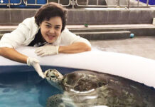 Piggy Bank, Giant Sea Turtle Who Ate Too Many Coins, 25