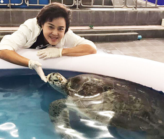 Veterinarian Nantarika Chansue bonds with her patient, 25-year-old Piggy Bank the sea turtle, in a photo posted March 14. Photo: Nantarika Chansue / Facebook
