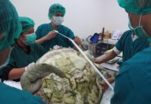 Chula Vets Divest Turtle’s Stomach of 915 Coins (Photos)