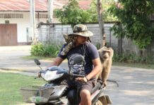 Monkey Business: Man’s Missing Macaque Found Flirting With Women