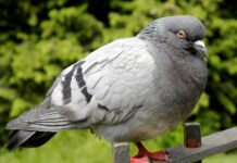 Fat Pigeon Blamed for Airport Rail Link Outage