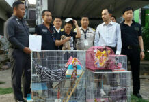 Bangkok Woman Busted Selling Slow Lorises via Facebook