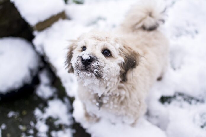 An undated photo of a dog in the snow. Photo: Max Pixel