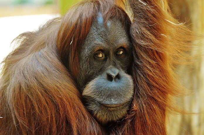 An undated photo of an orangutan at a zoo. Photo: Max Pixel