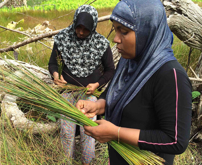 Leena collects marshland reeds. Photo: Aishath Niyaz