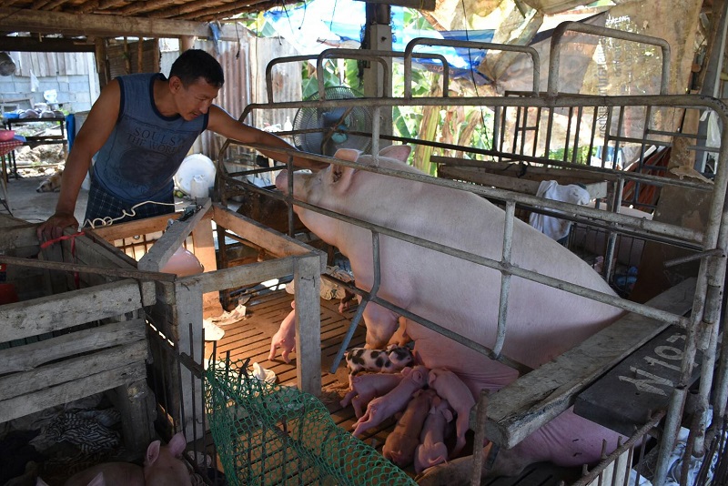 Kittisak Panya, 37, owner of the pig farm in Uttaradit, and his five-year-old lucky sow.