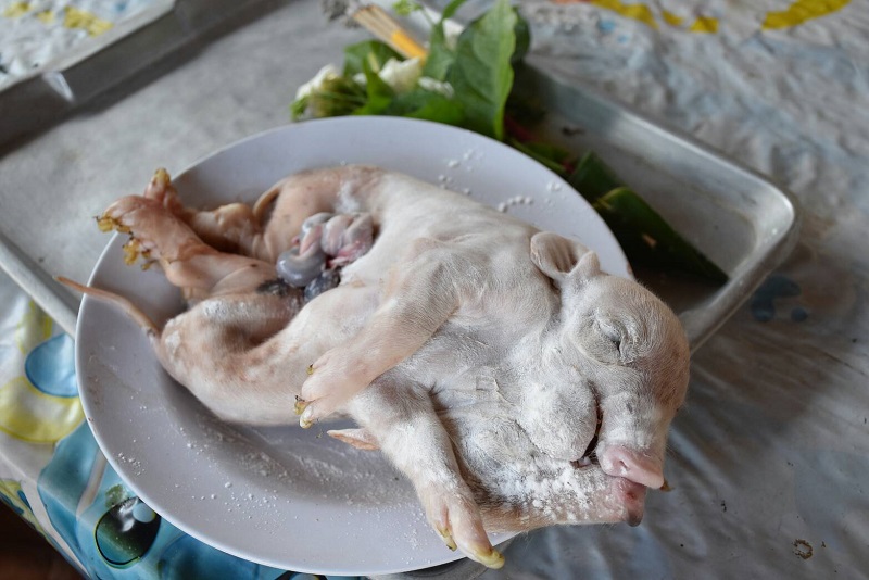 Conjoined piglet twins covered with powder were rubbed for lottery numbers Wednesday in Uttaradit.