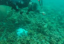 Bone, Flesh Found off Koh Tao in Search for Russian Woman