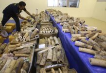 Thailand Seizes Large Elephant Tusks Worth Over $450,000