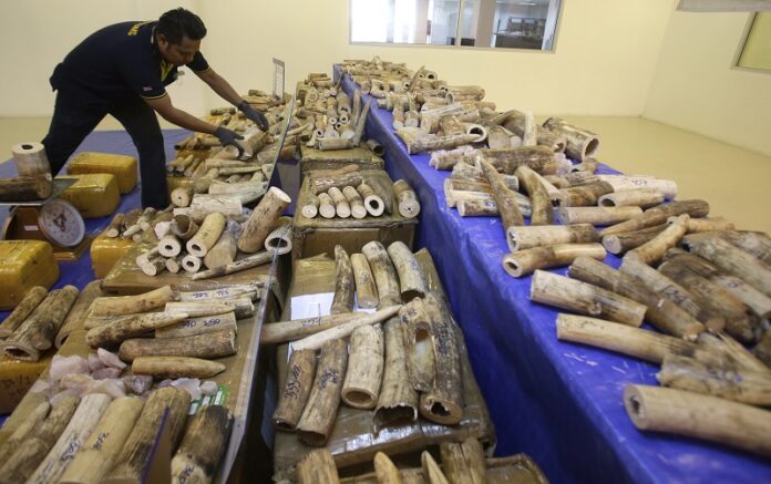 Thai customs officials display seized ivory last year during a press conference at Customs Suvarnabhumi airport. Photo: Sakchai Lalit / Associated Press