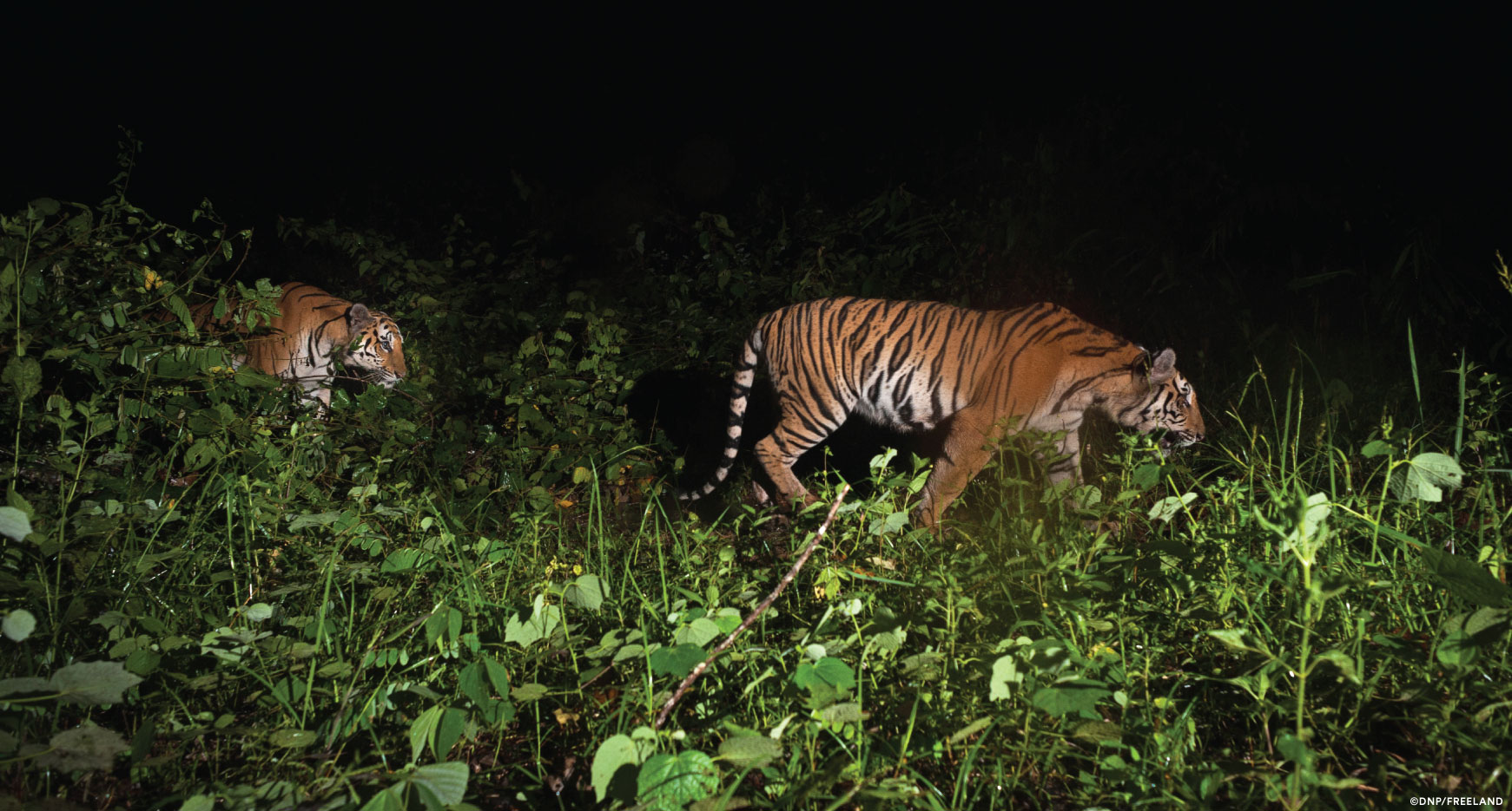 Cubs offer hope for Indochinese tigers in Thap Lan National Park, Thailand, News