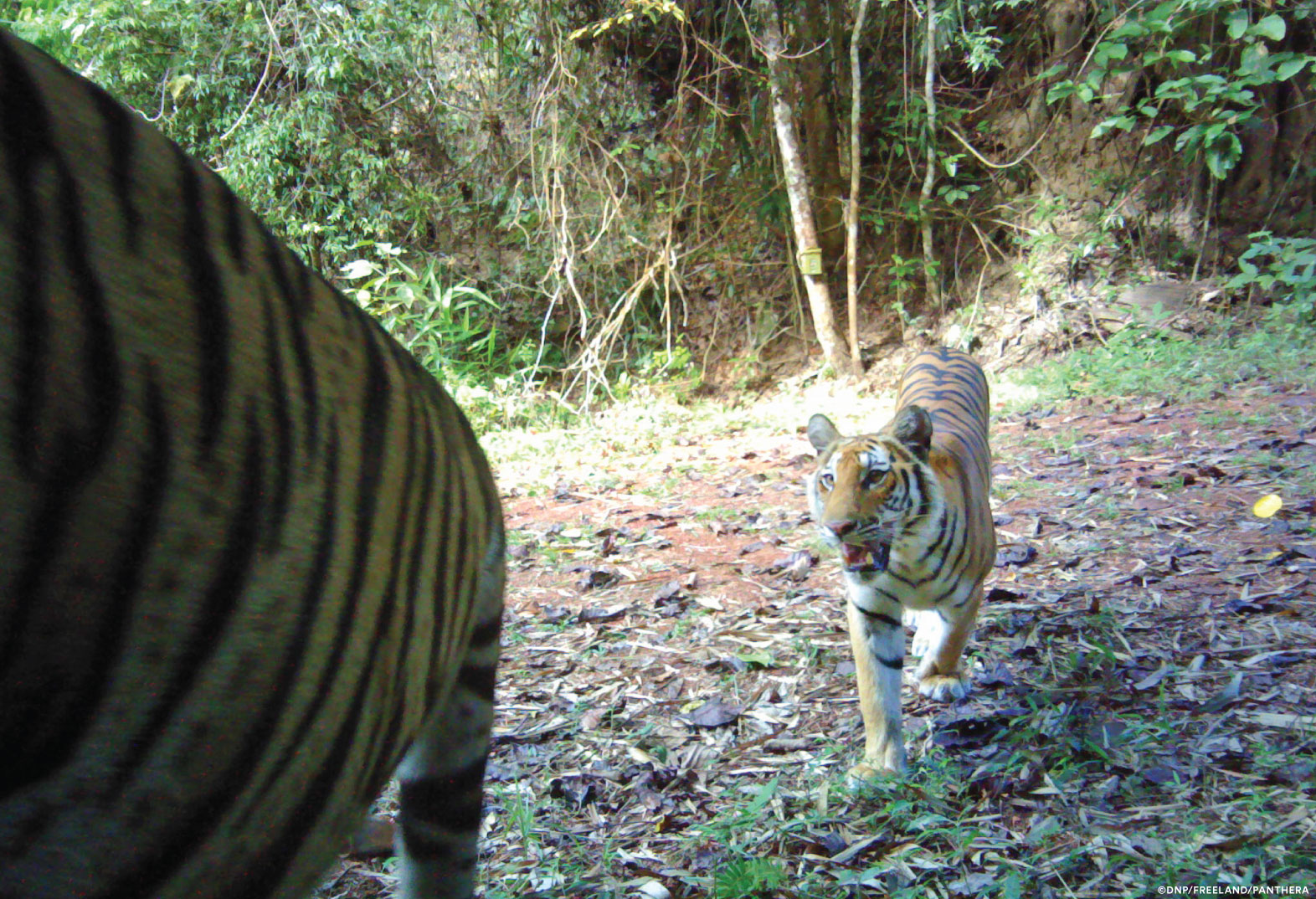 Cubs offer hope for Indochinese tigers in Thap Lan National Park, Thailand, News