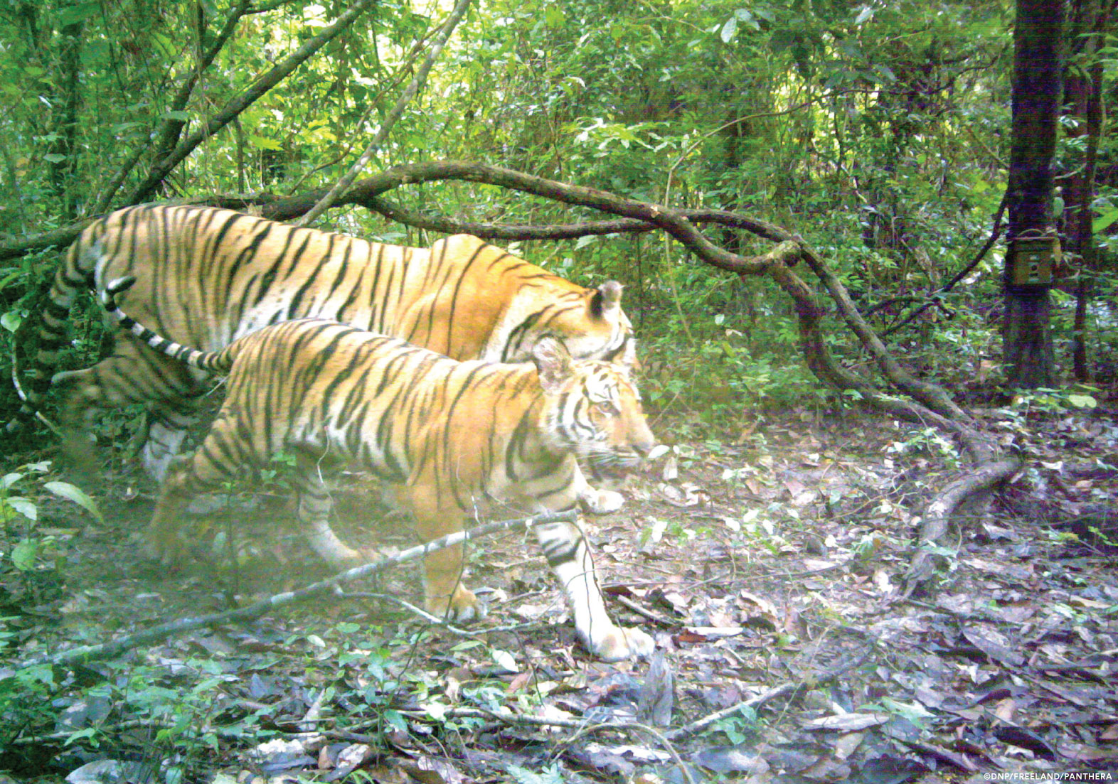 ThailandTiger06 CreditDNP Freeland Panthera