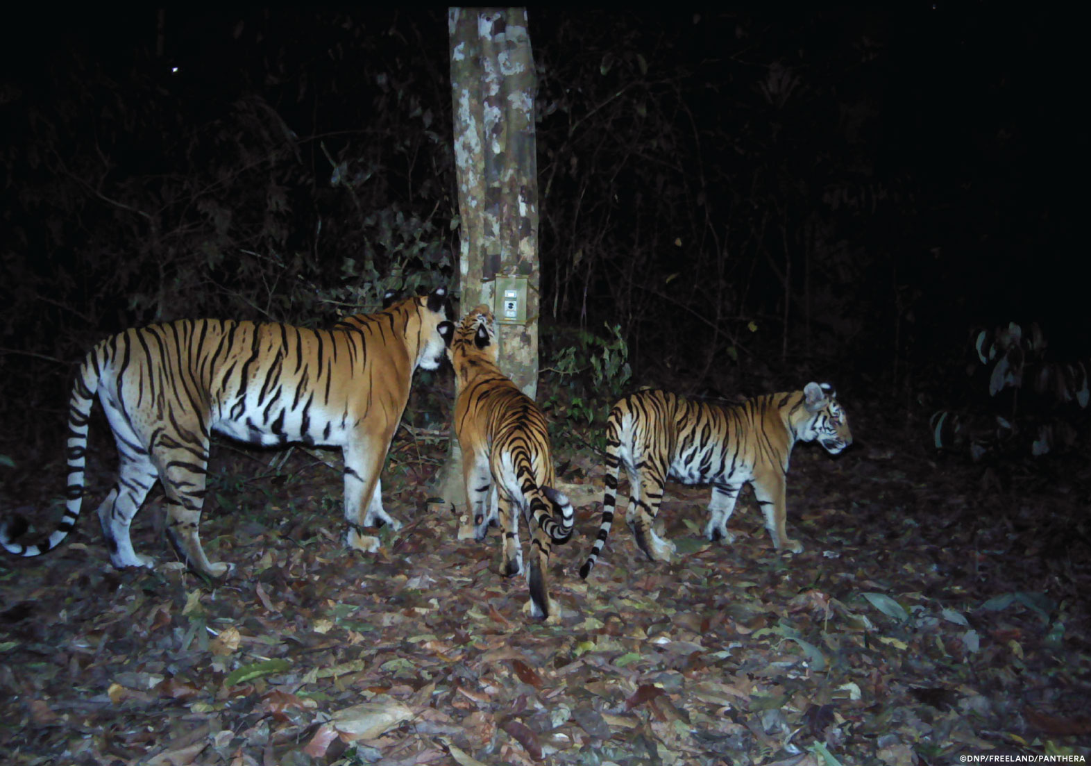 ThailandTiger07 CreditDNP Freeland Panthera