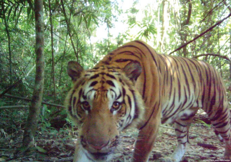 ThailandTiger09 CreditDNP Freeland Panthera e1490767746431