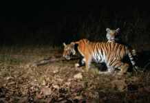 Rare Tiger Cubs Spotted in Khao Yai Signal Hope for Vanishing Species
