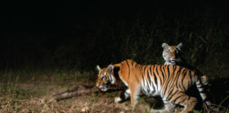 Rare Tiger Cubs Spotted in Khao Yai Signal Hope for Vanishing Species