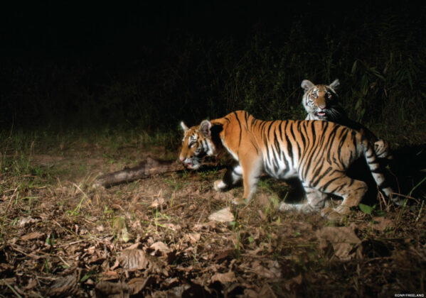 ThailandTiger15 CreditDNP Freeland