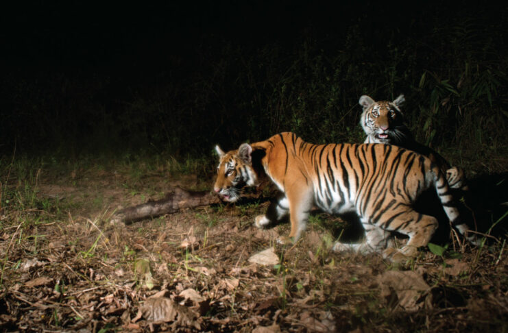 Rare Tiger Cubs Spotted in Khao Yai Signal Hope for Vanishing Species