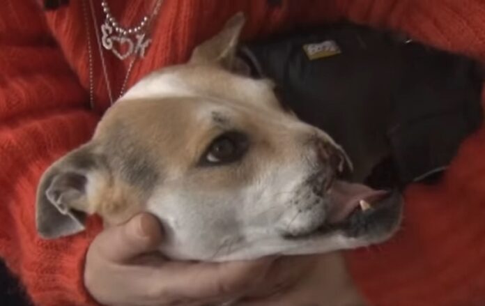 Teresa the dog, shown here in Friday in New Jersey. Image: Dagbladet / YouTube