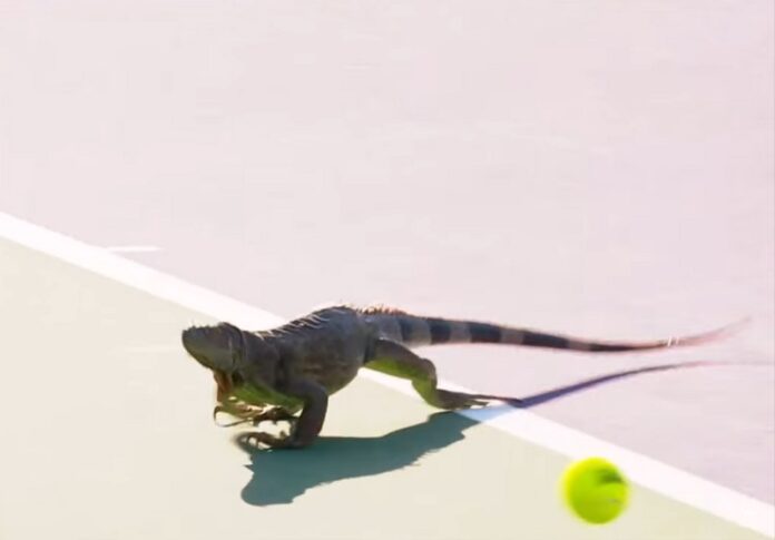 An iguana seen here storming onto court during a tennis match at the Miami Open, Wednesday in Miami, Florida. Image: Tennis TV / YouTube
