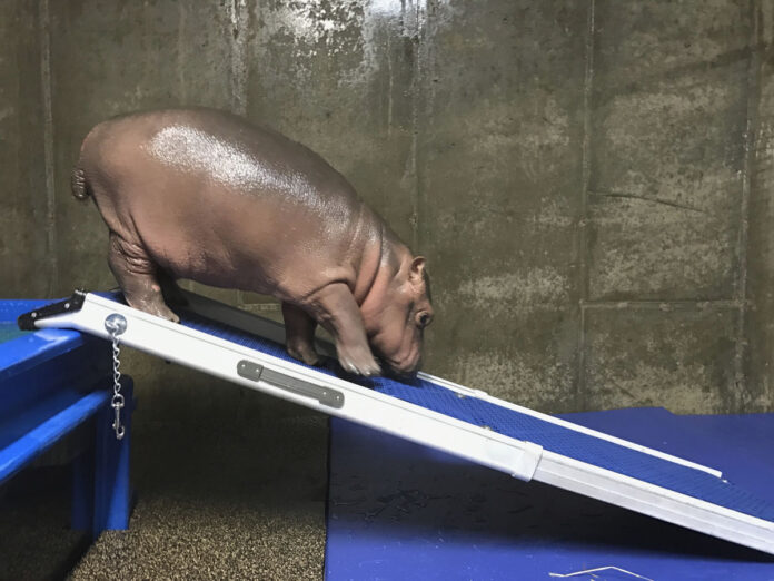 Zoo Baby Hippo_Cham (1)