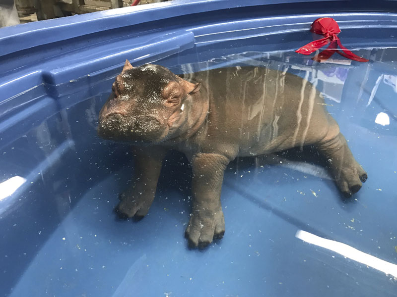 Zoo Baby Hippo Cham 4