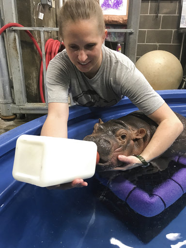 Zoo Baby Hippo Cham