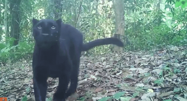 Rare Black Panther Spotted on Wildlife Cam, and it is Cute (Video)