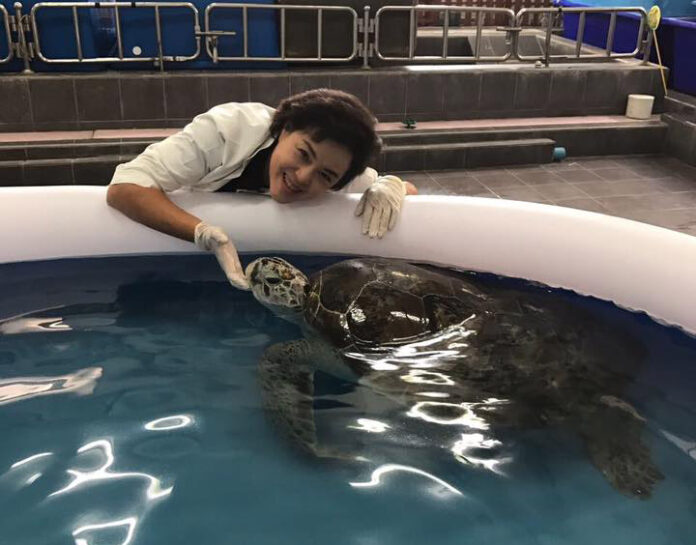 Veterinarian Nantarika Chansue bonds with her patient, 25-year-old Piggy Bank the sea turtle, in a photo posted Tuesday. Photo: Nantarika Chansue / Facebook