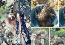 Wildlife Officials Hunt Poachers Who Shared Kills on Facebook