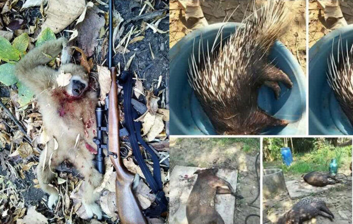 Gibbons, porcupines and other animals in images leaked Saturday from a private Facebook group where hunters showed off their kills. WIldlife officials are looking for those behind the images for possible prosecution for poaching and trafficking. Photos: Queen of Spades / Facebook