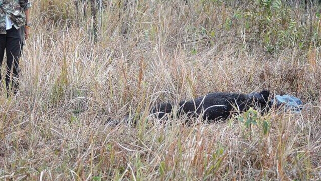 The bear after falling to her death from a helicopter on the way to Khao Yai National Park in February. Photo: Prachachat