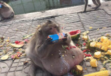 Famous Fat Macaque May Not be Fat After All: Vets
