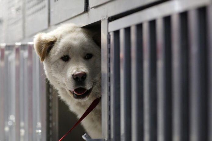 A dog rescued from South Korea Dog Meat Farm by HSI arrive in the U.S. Photo: AP Images for Humane Society International