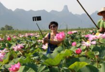 Field of Sacred Lotuses Bloom For First Time in a Decade (Video)