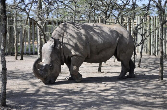 Sudan, a northern white rhino, arrives at the Ol Pejeta Conservancy in 2009 in Kenya. Photo: Riccardo Gangale / Associated Press