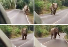 National Park Hunts Visitors for Heckling Elephant (Video)