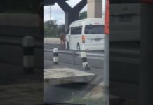 ‘Mowgli’ Man of Bangkok Takes Urban Jungle Too Literally (Video)